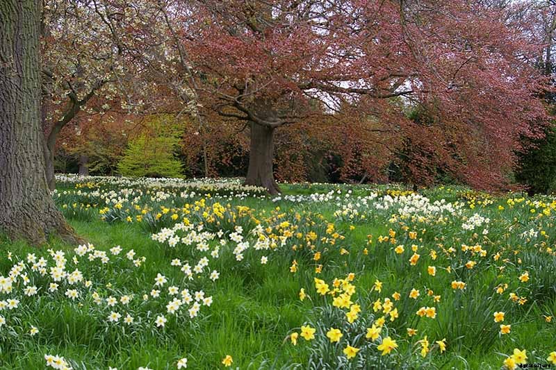 How to Create a Naturalized Daffodil Planting