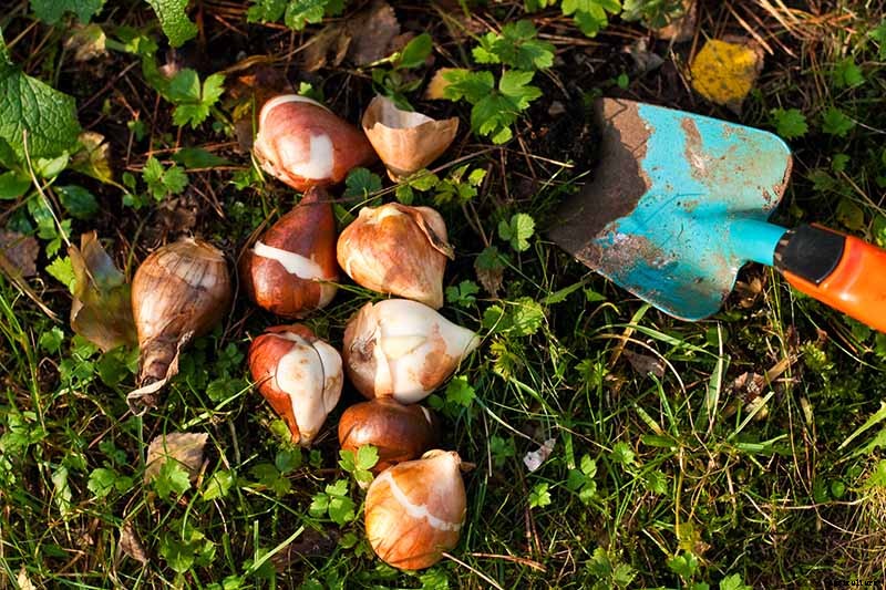 How to Create a Naturalized Daffodil Planting