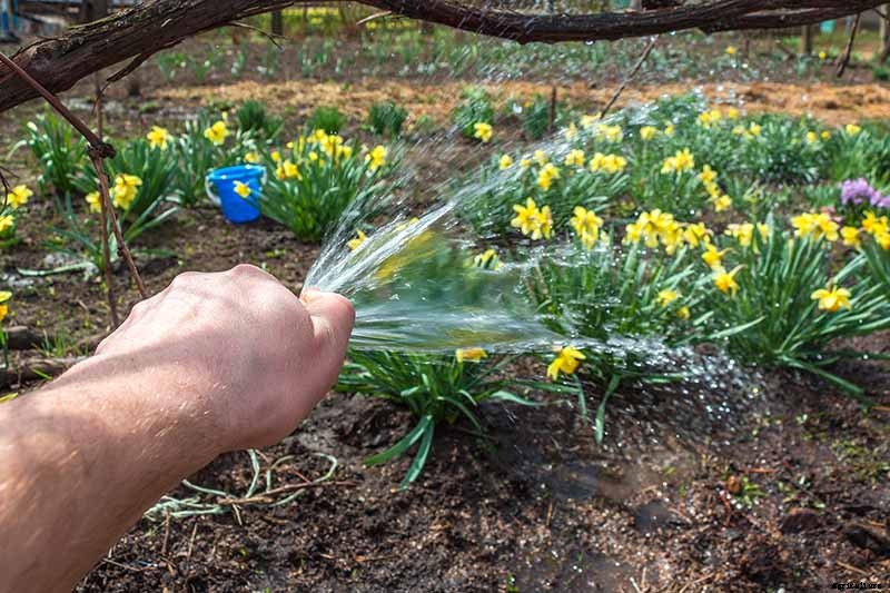 How to Create a Naturalized Daffodil Planting