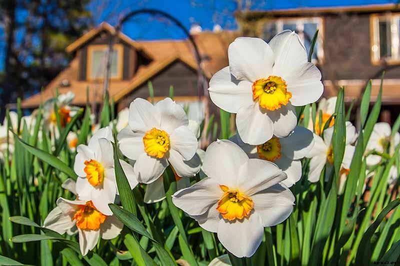 How to Create a Naturalized Daffodil Planting