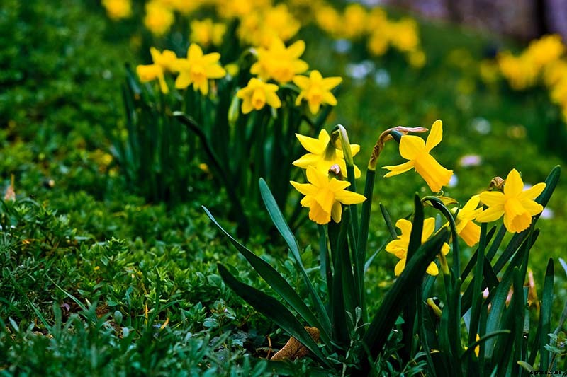 How to Create a Naturalized Daffodil Planting