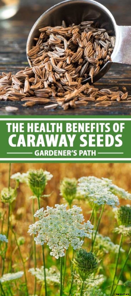 Health Benefits of Caraway Seeds