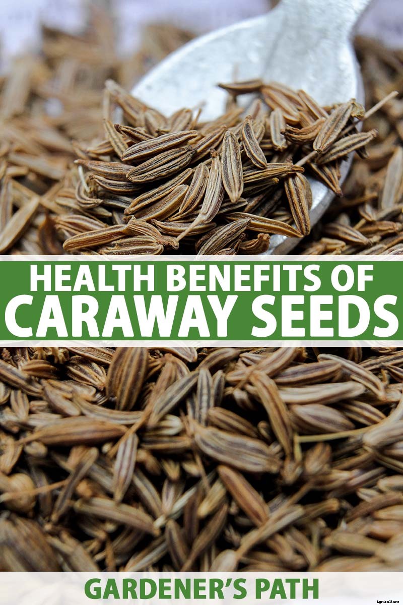 Health Benefits of Caraway Seeds