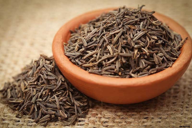 Health Benefits of Caraway Seeds