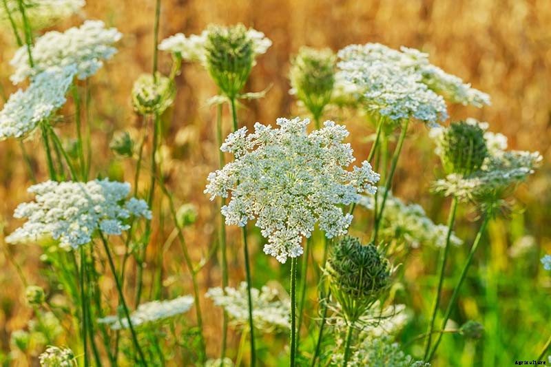 Health Benefits of Caraway Seeds