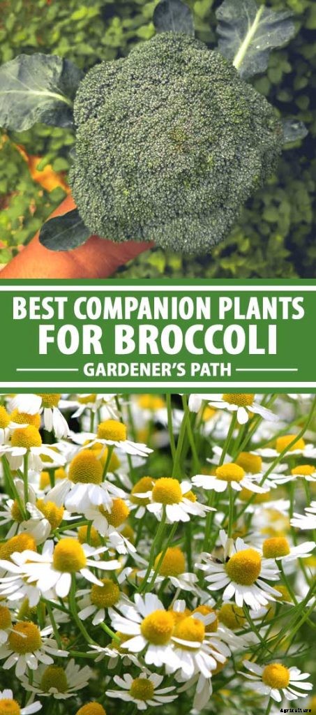9 of the Best Companion Plants to Grow with Broccoli