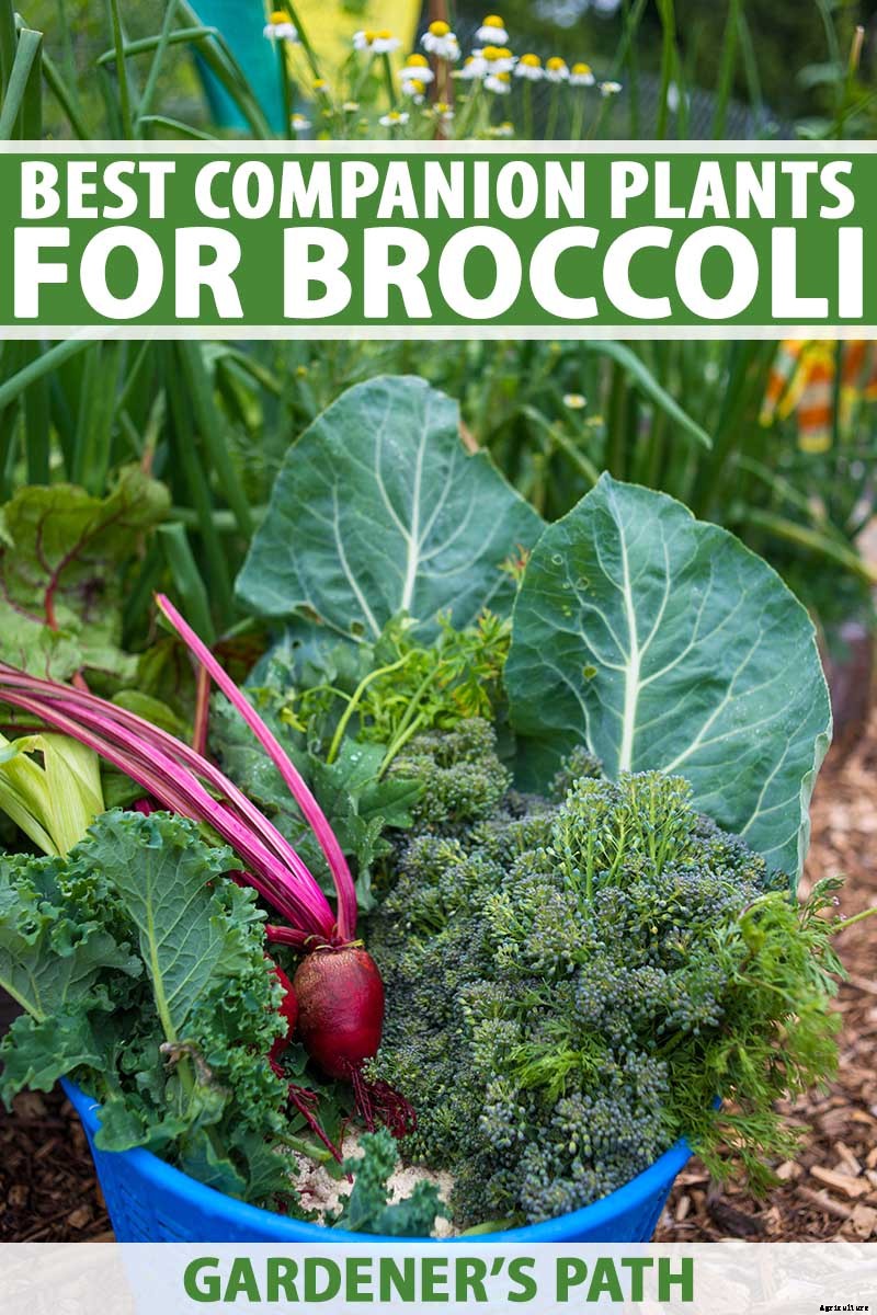 9 of the Best Companion Plants to Grow with Broccoli