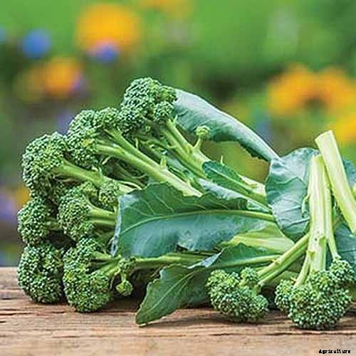 9 of the Best Companion Plants to Grow with Broccoli