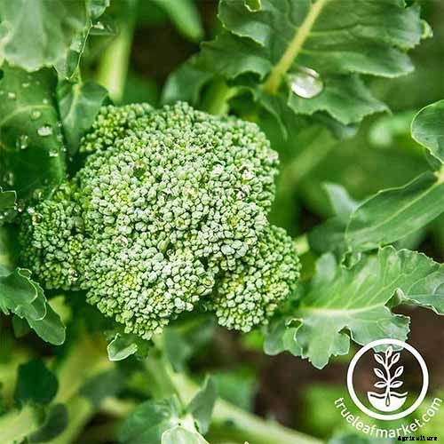9 of the Best Companion Plants to Grow with Broccoli