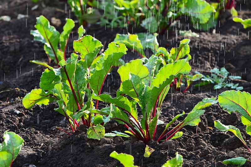 9 of the Best Companion Plants to Grow with Broccoli