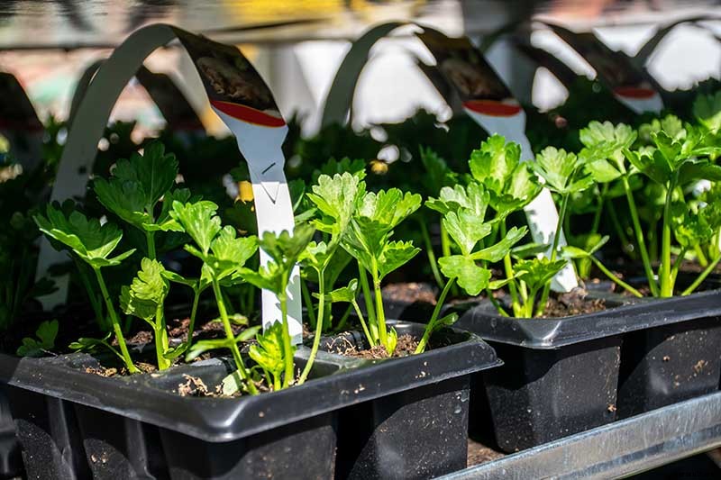 9 of the Best Companion Plants to Grow with Broccoli