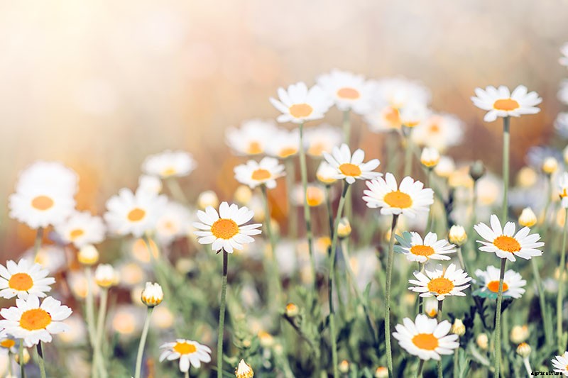 9 of the Best Companion Plants to Grow with Broccoli