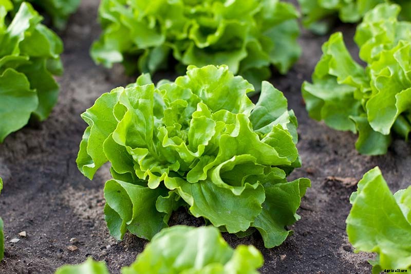 9 of the Best Companion Plants to Grow with Broccoli