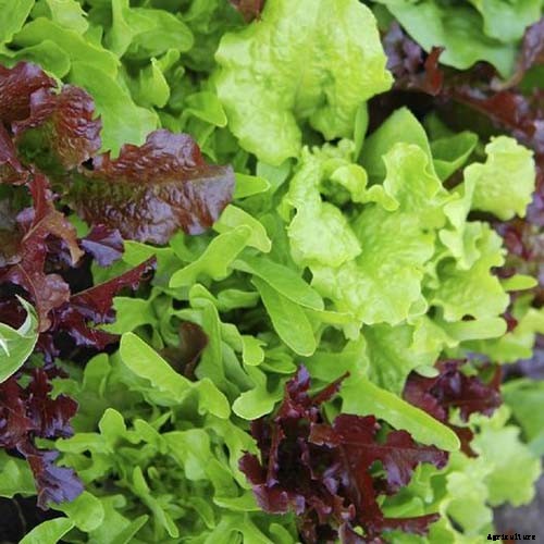 9 of the Best Companion Plants to Grow with Broccoli