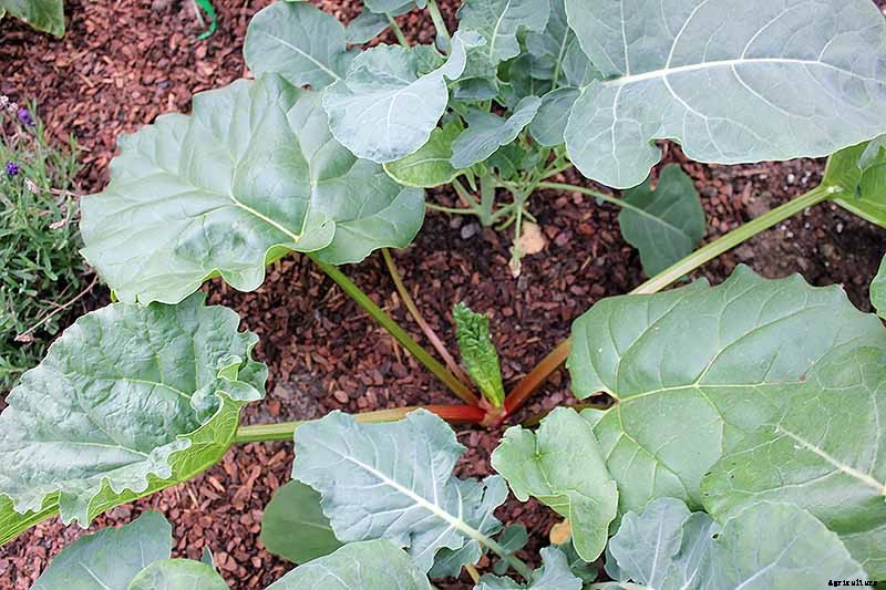 9 of the Best Companion Plants to Grow with Broccoli