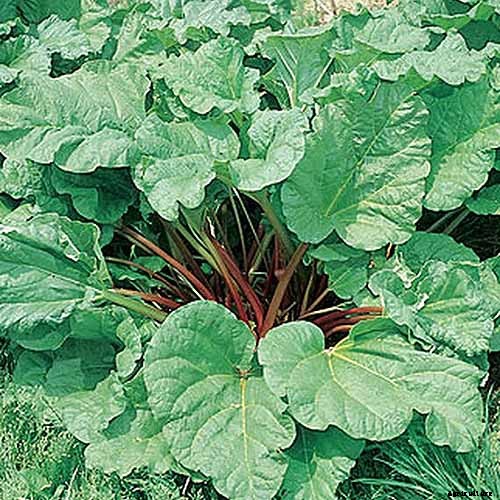 9 of the Best Companion Plants to Grow with Broccoli