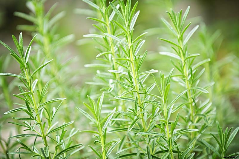 9 of the Best Companion Plants to Grow with Broccoli