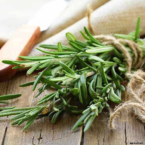 9 of the Best Companion Plants to Grow with Broccoli