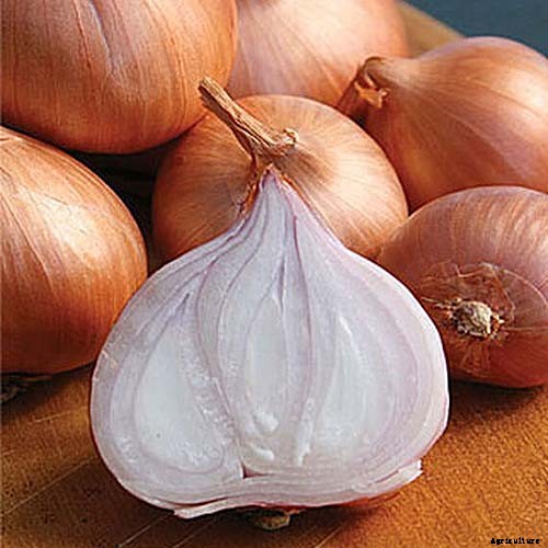 9 of the Best Companion Plants to Grow with Broccoli