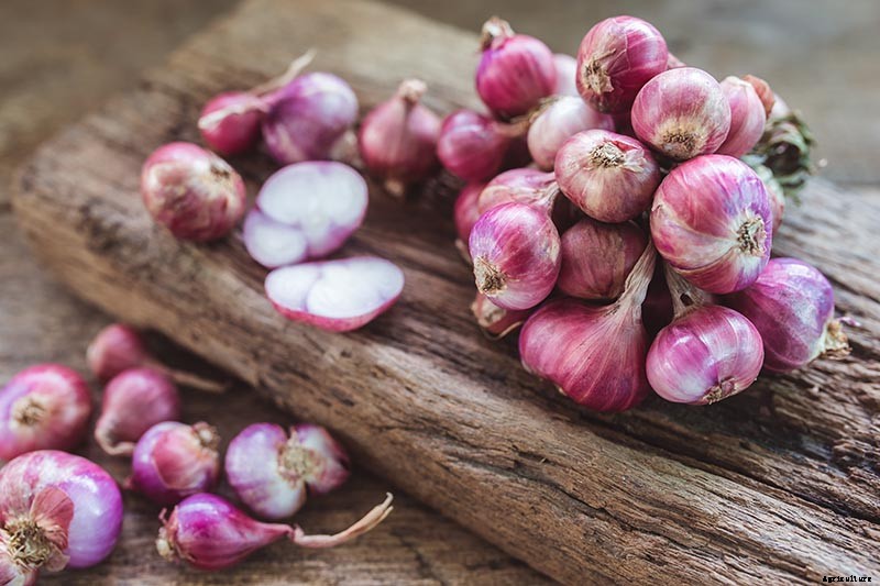 9 of the Best Companion Plants to Grow with Broccoli