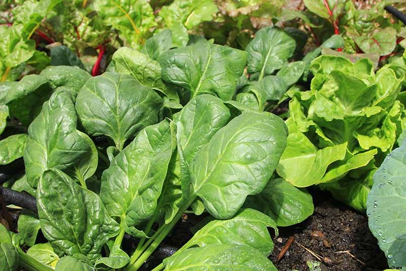 9 of the Best Companion Plants to Grow with Broccoli