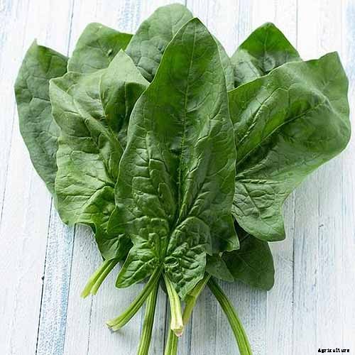 9 of the Best Companion Plants to Grow with Broccoli