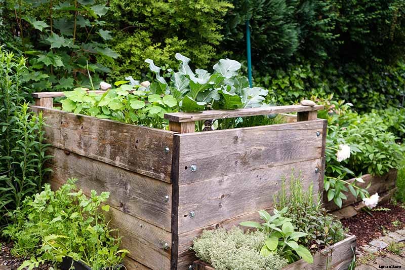 9 of the Best Companion Plants to Grow with Broccoli