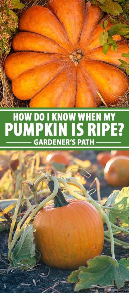 How Do I Know When My Pumpkin Is Ripe? Picking and Harvest Tips