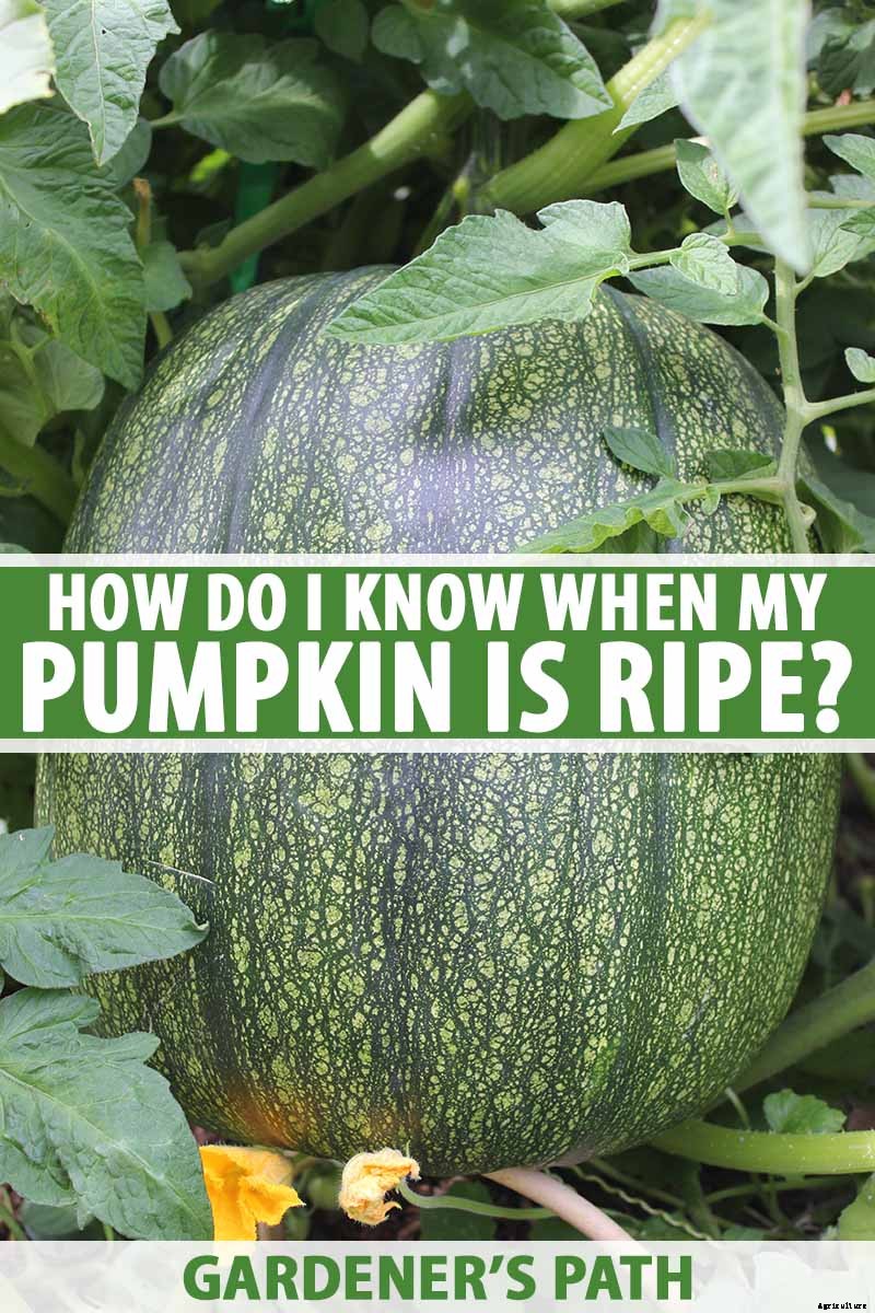 How Do I Know When My Pumpkin Is Ripe? Picking and Harvest Tips