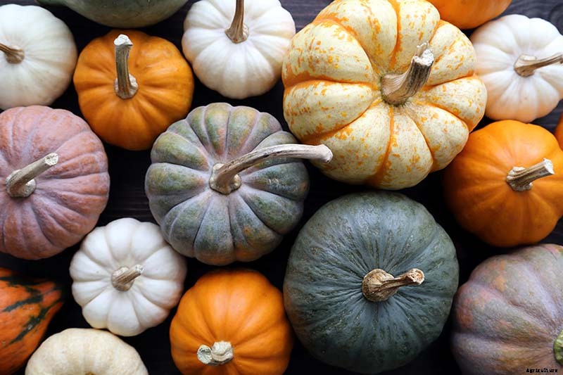 How Do I Know When My Pumpkin Is Ripe? Picking and Harvest Tips