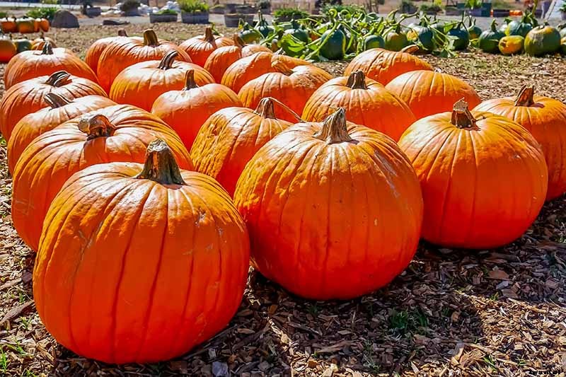 How Do I Know When My Pumpkin Is Ripe? Picking and Harvest Tips