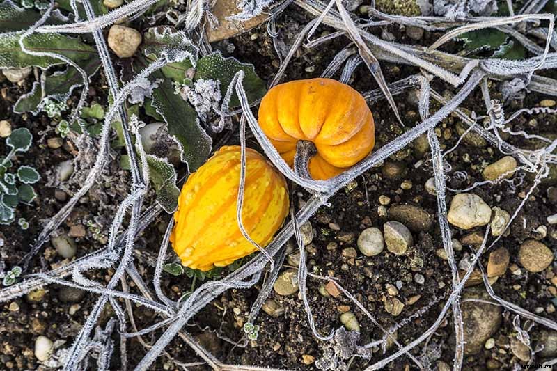 How Do I Know When My Pumpkin Is Ripe? Picking and Harvest Tips