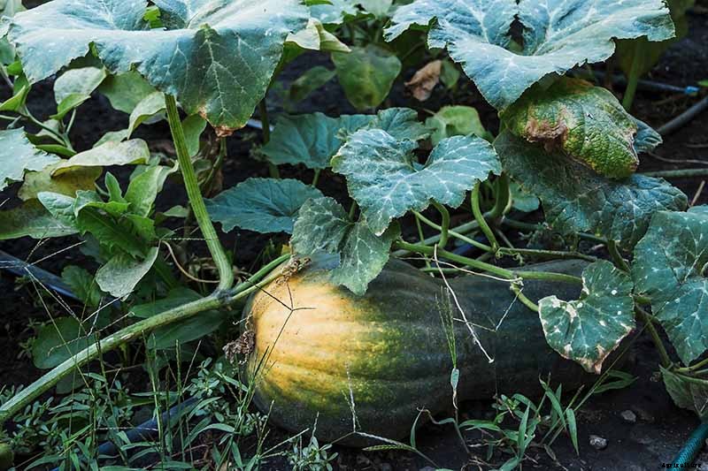 How Do I Know When My Pumpkin Is Ripe? Picking and Harvest Tips