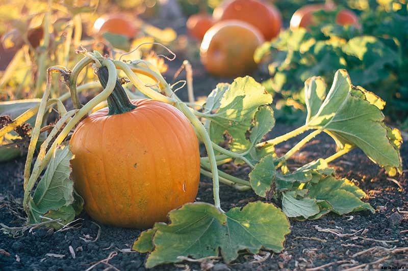 How Do I Know When My Pumpkin Is Ripe? Picking and Harvest Tips