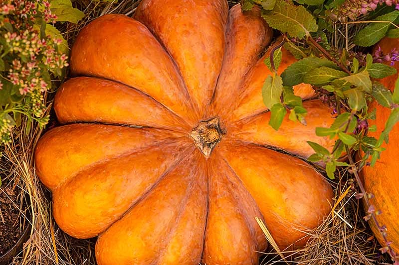 How Do I Know When My Pumpkin Is Ripe? Picking and Harvest Tips