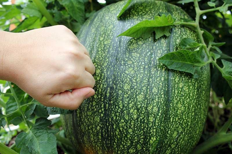 How Do I Know When My Pumpkin Is Ripe? Picking and Harvest Tips