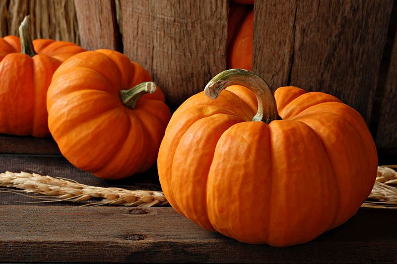 How Do I Know When My Pumpkin Is Ripe? Picking and Harvest Tips