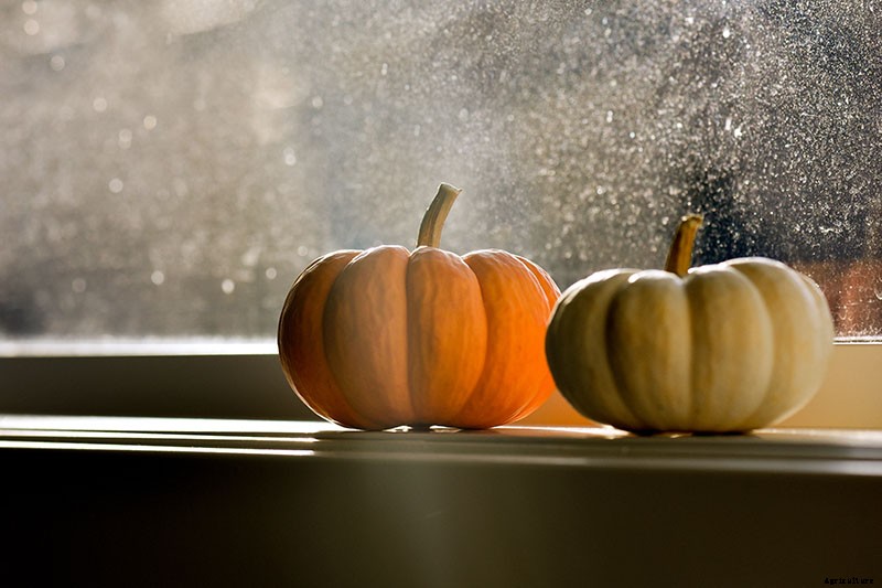 How Do I Know When My Pumpkin Is Ripe? Picking and Harvest Tips