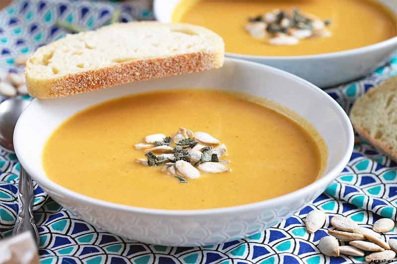 How Do I Know When My Pumpkin Is Ripe? Picking and Harvest Tips