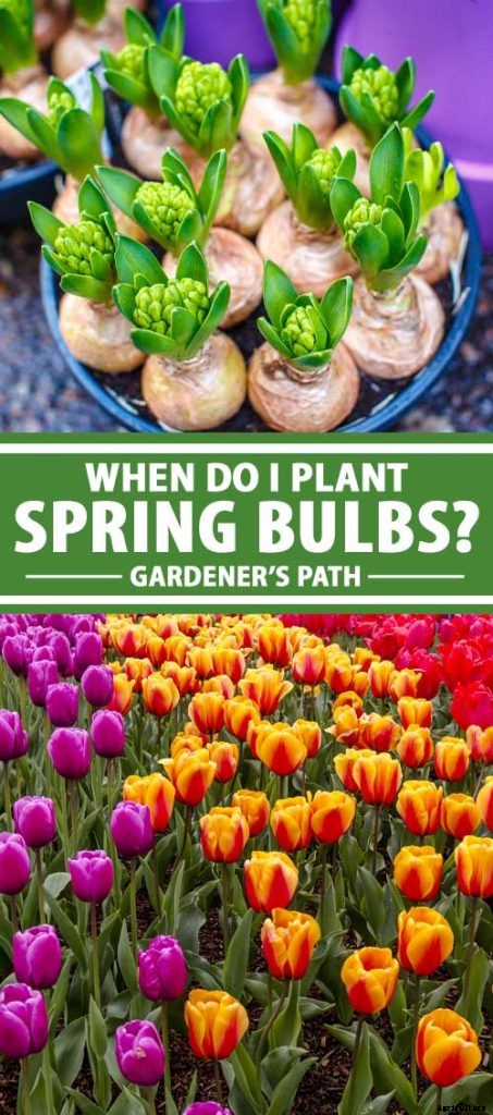 When Do I Plant Spring-Flowering Bulbs?