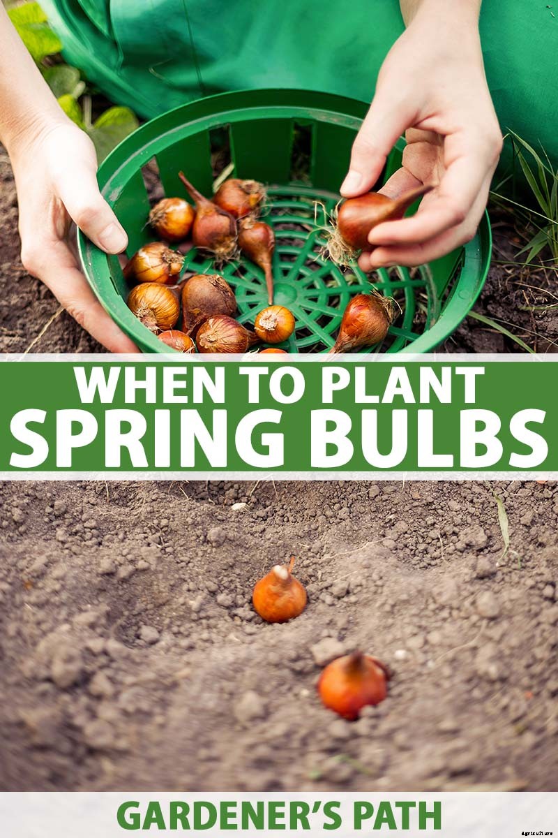 When Do I Plant Spring-Flowering Bulbs?