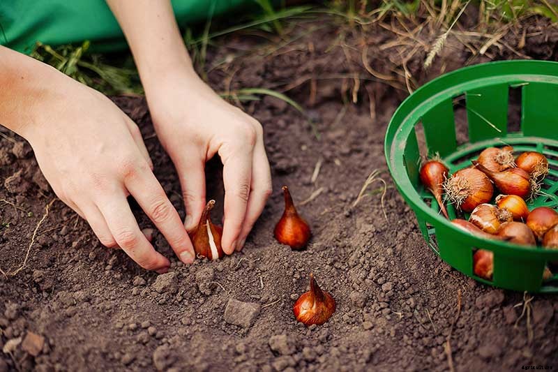 When Do I Plant Spring-Flowering Bulbs?