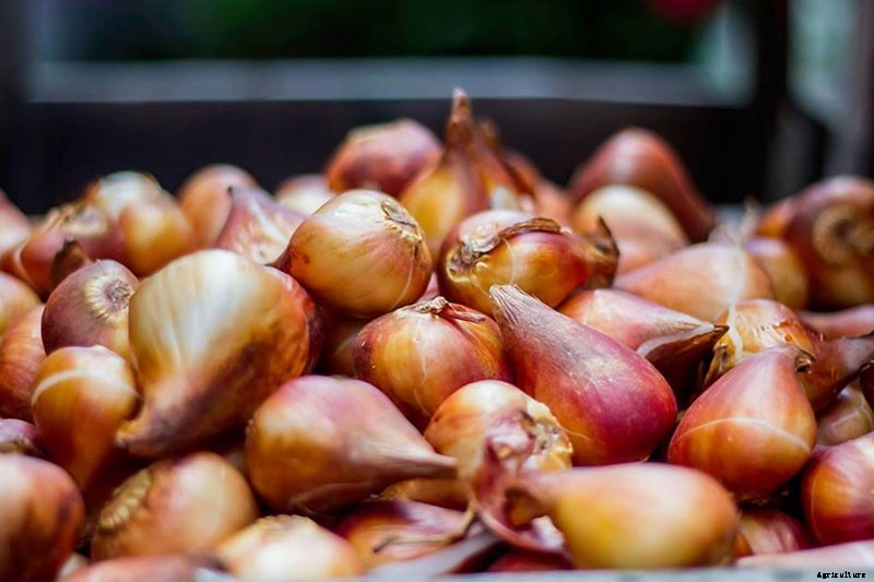 When Do I Plant Spring-Flowering Bulbs?