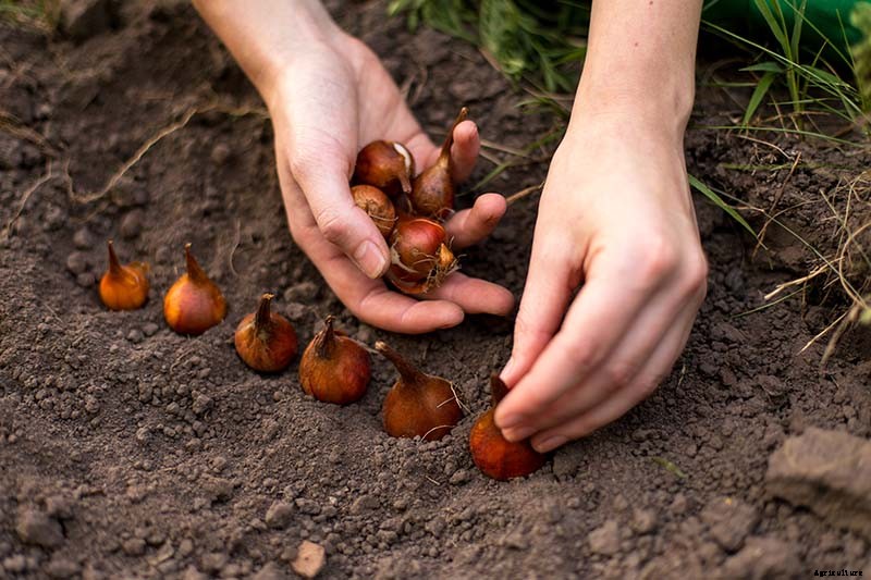 When Do I Plant Spring-Flowering Bulbs?