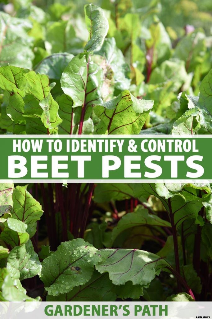 13 Common Beet Pests: Identification, Control Tips, and Prevention