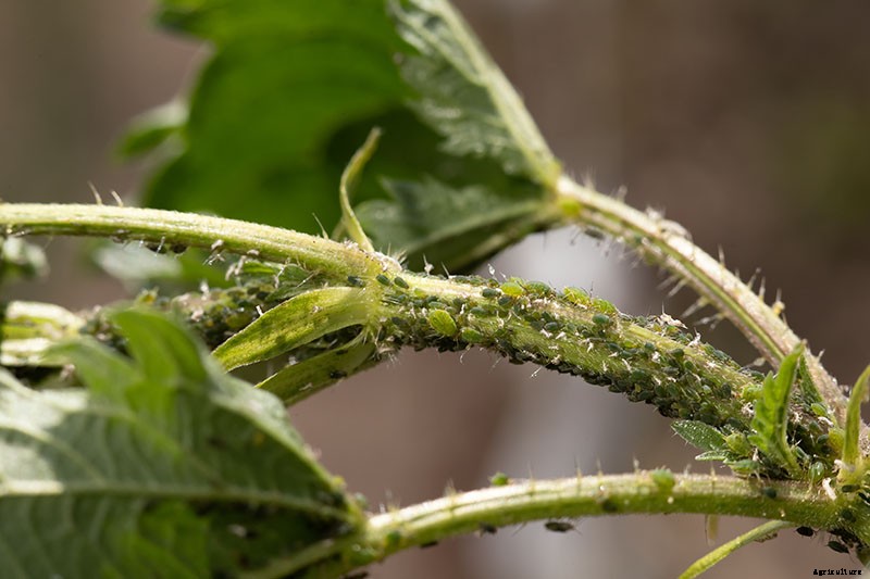 13 Common Beet Pests: Identification, Control Tips, and Prevention