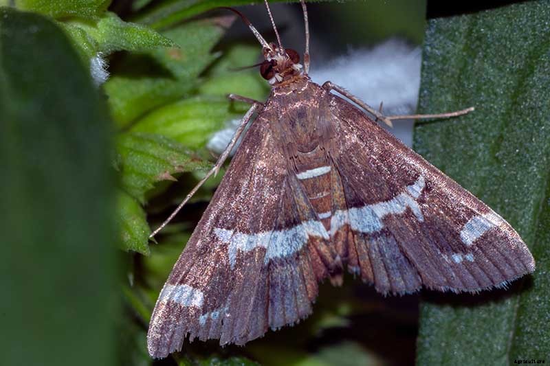 13 Common Beet Pests: Identification, Control Tips, and Prevention