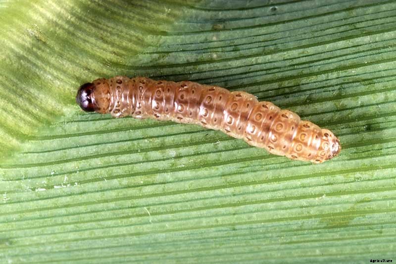 13 Common Beet Pests: Identification, Control Tips, and Prevention