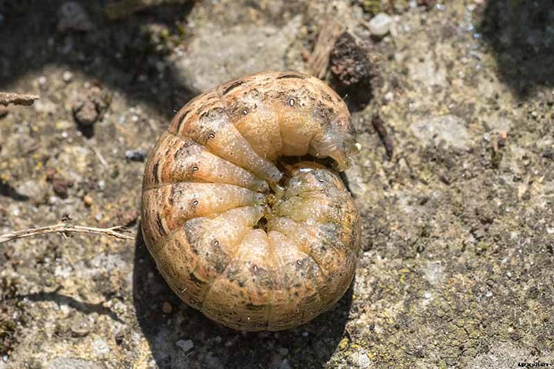 13 Common Beet Pests: Identification, Control Tips, and Prevention
