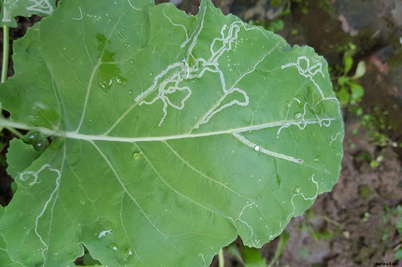13 Common Beet Pests: Identification, Control Tips, and Prevention